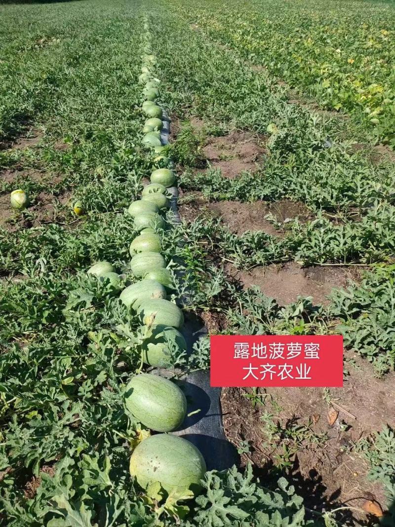 大齐菠萝蜜西瓜种子绿皮黄瓤西瓜种子礼品西瓜种子香甜特早熟