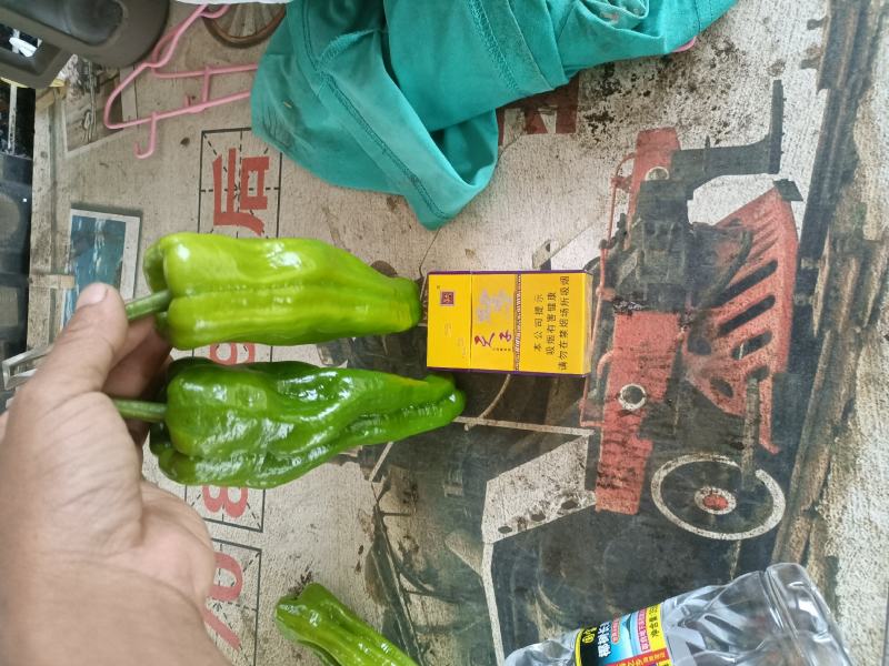 精品辣椒泡椒辣椒一手货源中辣量大从优欢迎咨询