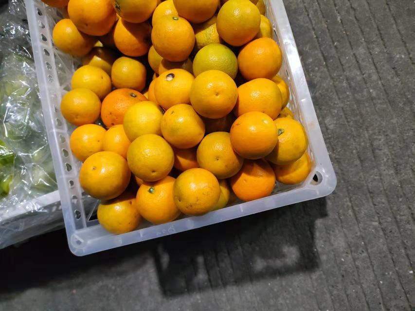 冰糖橙果肉分装在透明保鲜盒中,整齐排列在冷冻层 冰糖橙果肉冷冻保存示意图