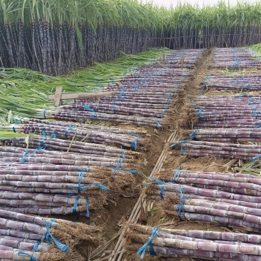 黑皮甘蔗皮薄汁多产地直销大量批发供应电商货保质保量