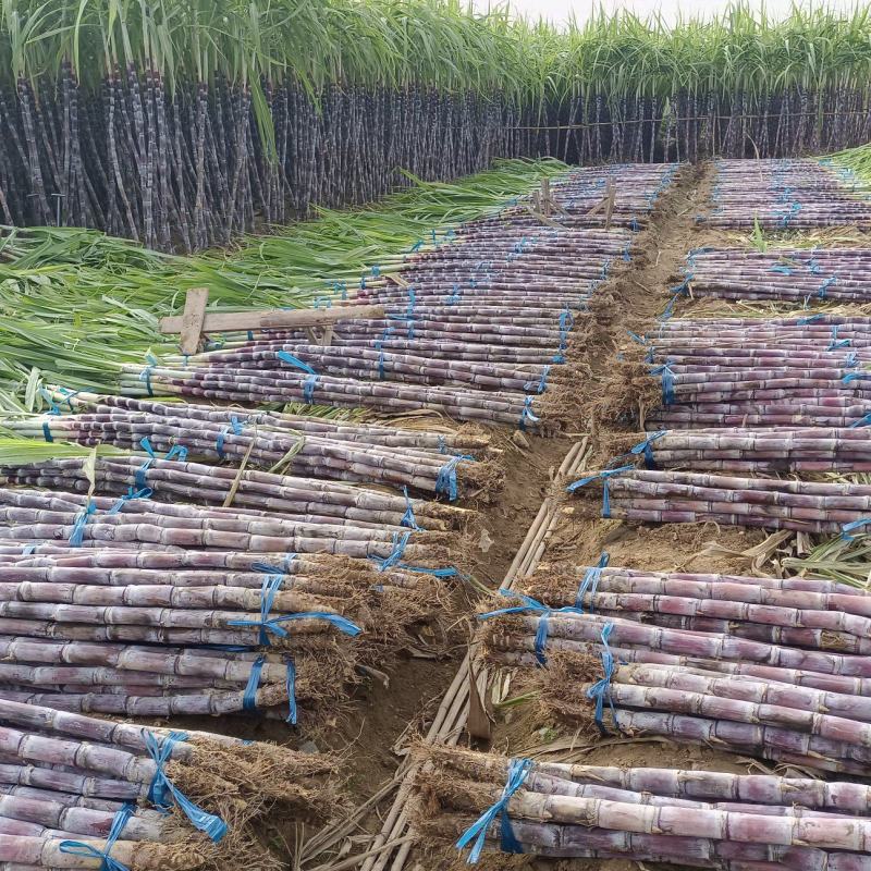 黑皮甘蔗皮薄汁多产地直销大量批发供应电商货保质保量