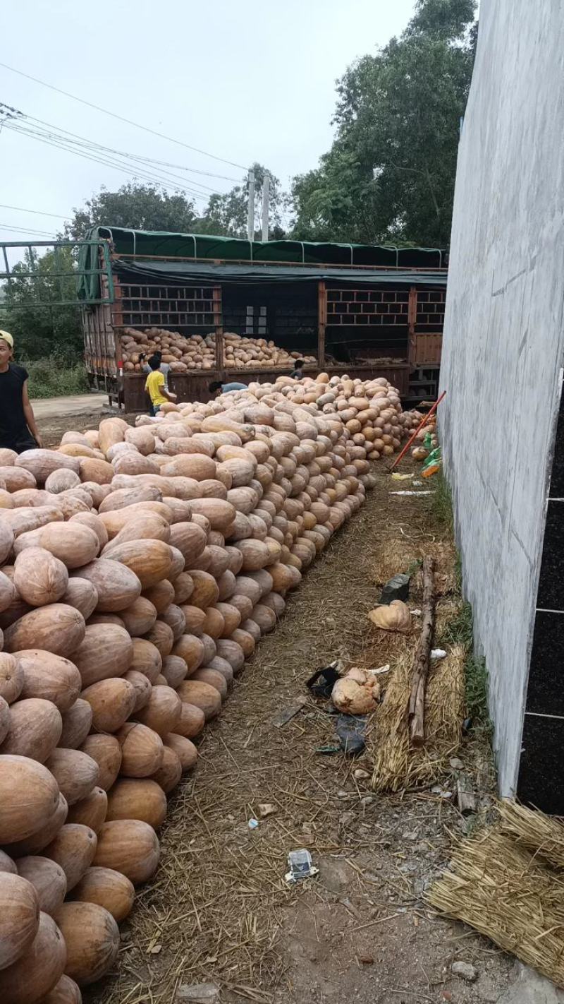 精品南瓜海南金韩蜜本南瓜质量保证量大从优对接全国
