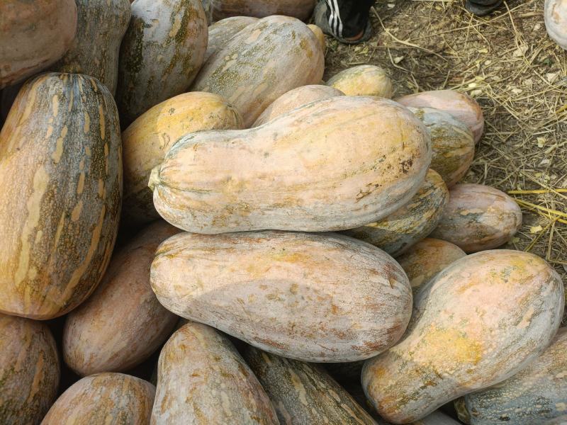 精品南瓜海南金韩蜜本南瓜质量保证量大从优对接全国