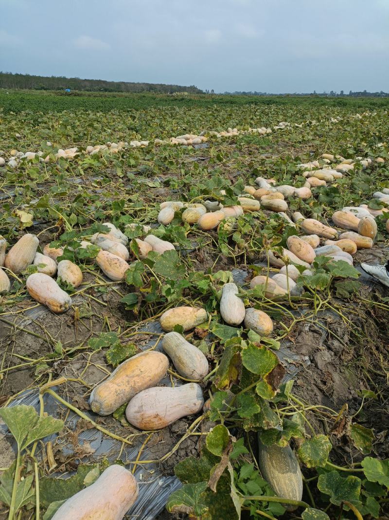 精品南瓜海南金韩蜜本南瓜质量保证量大从优对接全国