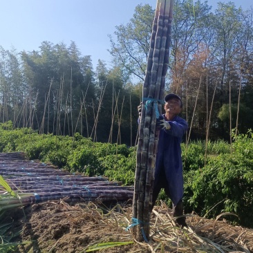 黑皮甘蔗产地直发皮薄汁多电商大量供应，保质保量一手货源
