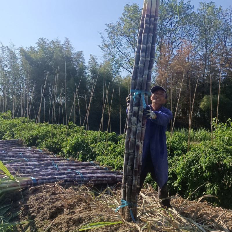 黑皮甘蔗产地直发皮薄汁多电商大量供应，保质保量一手货源