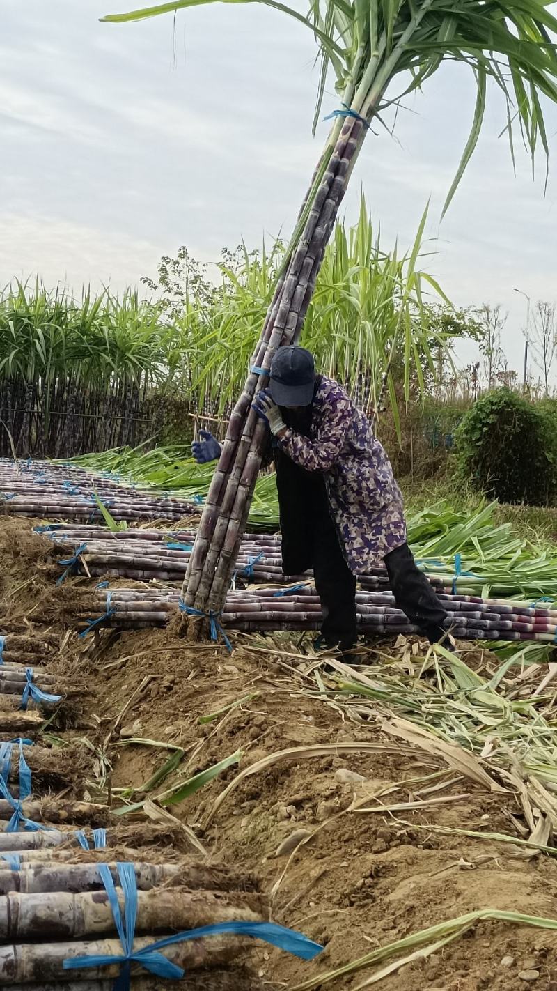 黑皮甘蔗产地直发皮薄汁多电商大量供应，保质保量一手货源