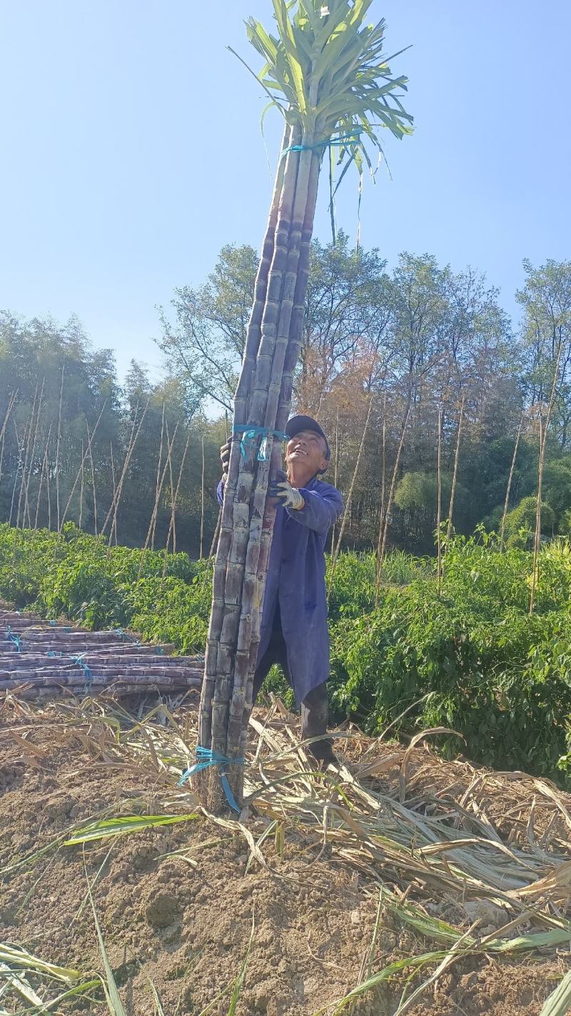黑皮甘蔗产地直发皮薄汁多电商大量供应，保质保量一手货源