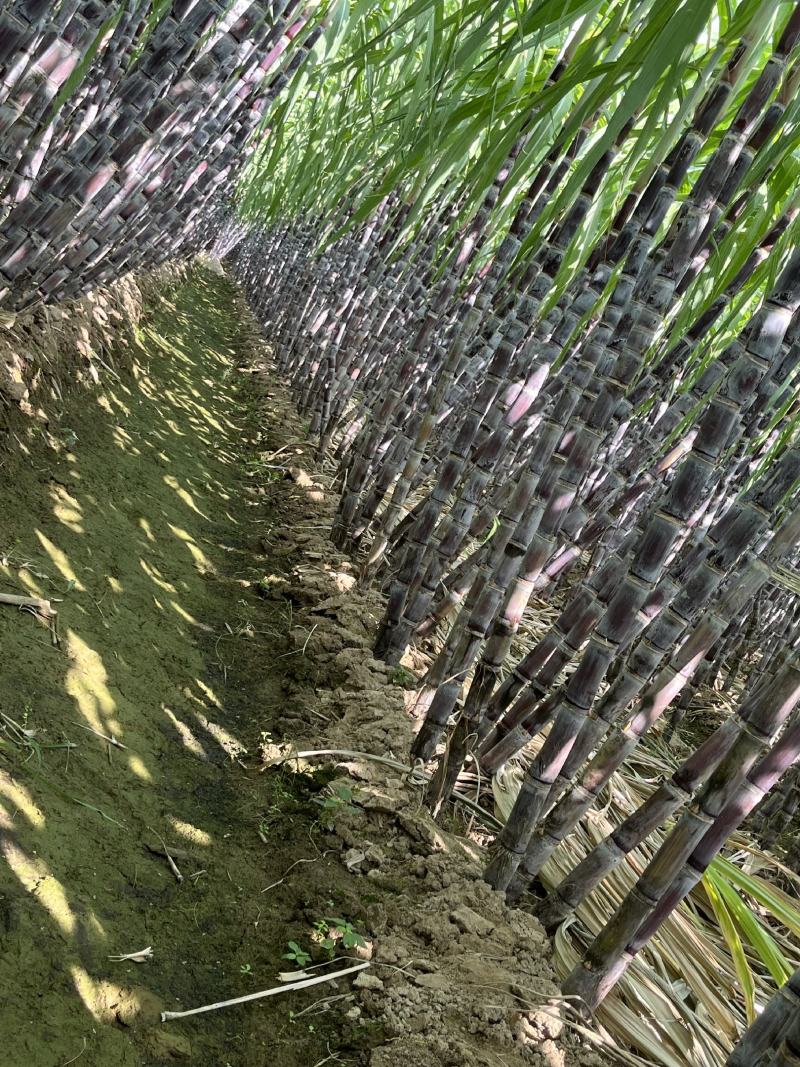 黑皮甘蔗产地直发皮薄汁多电商大量供应，保质保量一手货源