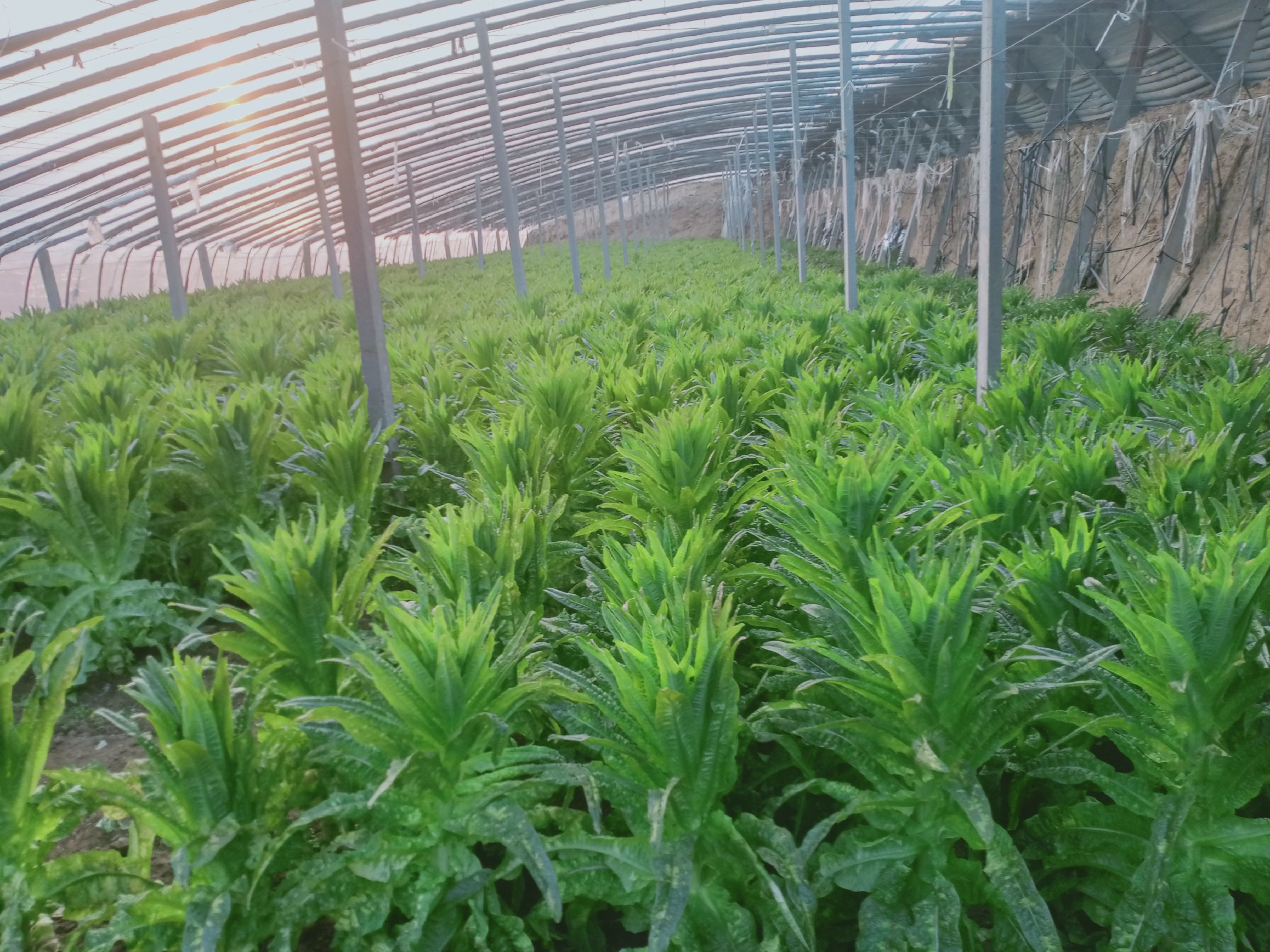 错季红提种植大棚