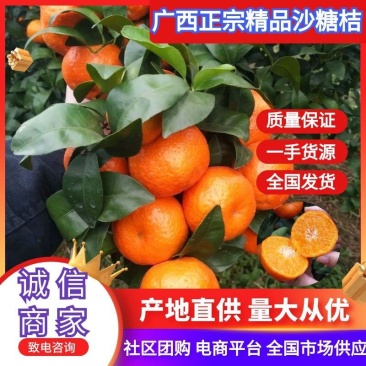 广西正宗金秋沙糖桔大量供货产地直供甘甜多汁全国商超