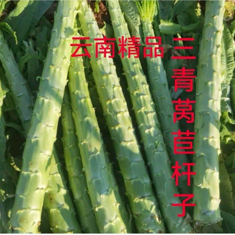 云南红叶莴笋云南紫叶莴苣40-50大量上市需要联系