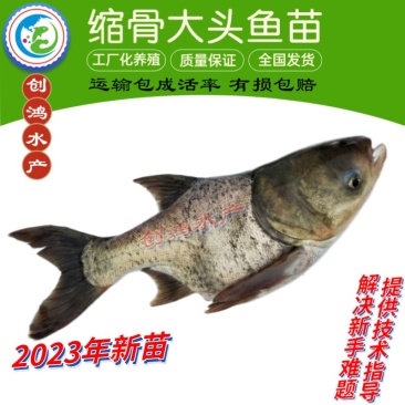 【2023新苗】缩骨大头鱼苗缩骨鱼苗缩骨鳙鱼苗