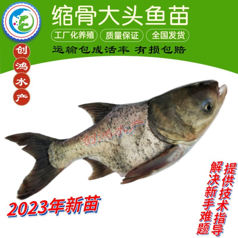 【2023新苗】缩骨大头鱼苗缩骨鱼苗缩骨鳙鱼苗