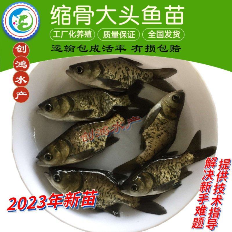 【2023新苗】一级缩骨大头鱼苗缩骨鱼苗缩骨鳙鱼苗