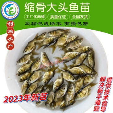 【2023新苗】苗场直供缩骨大头鱼苗缩骨鱼苗缩骨鳙鱼苗