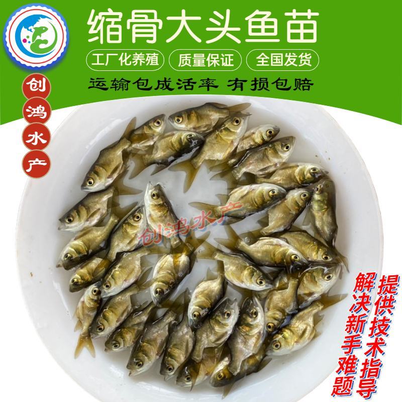 【2023新苗】苗场直供缩骨大头鱼苗缩骨鱼苗缩骨鳙鱼苗