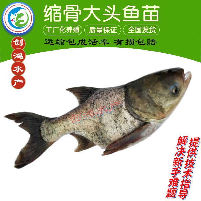 【2023新苗】苗场直供缩骨大头鱼苗缩骨鱼苗缩骨鳙鱼苗