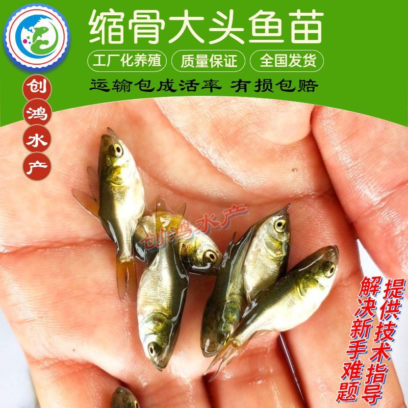 【2023新苗】一级缩骨大头鱼苗缩骨鱼苗缩骨鳙鱼苗