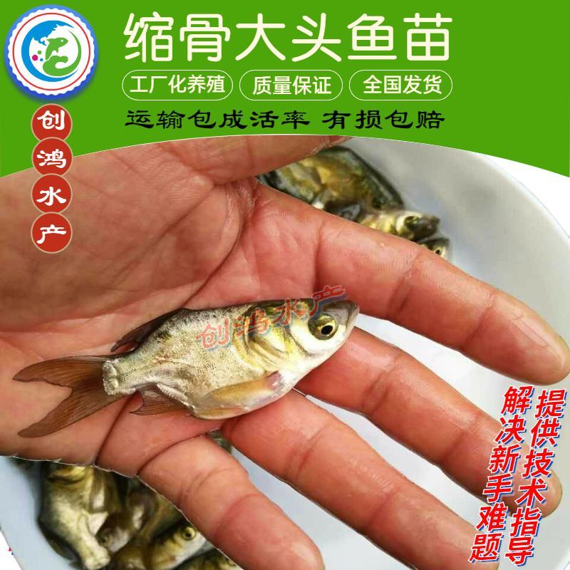 【2023新苗】一级缩骨大头鱼苗缩骨鱼苗缩骨鳙鱼苗