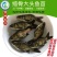 【2023新苗】缩骨大头鱼苗缩骨鱼苗缩骨鳙鱼苗