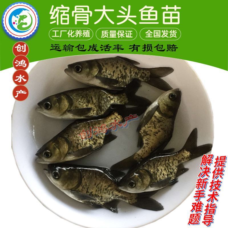 【2023新苗】缩骨大头鱼苗缩骨鱼苗缩骨鳙鱼苗