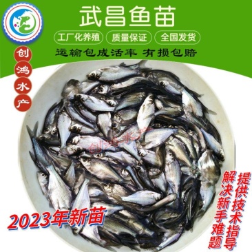 【2023新苗】武昌鱼苗团头鲂鱼苗三角鲂武昌鱼水花