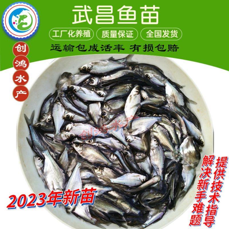 【2023新苗】武昌鱼苗团头鲂鱼苗三角鲂武昌鱼水花