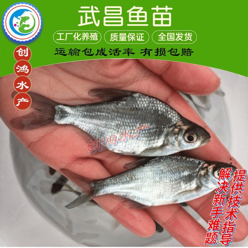 【2023新苗】武昌鱼苗团头鲂鱼苗三角鲂武昌鱼水花