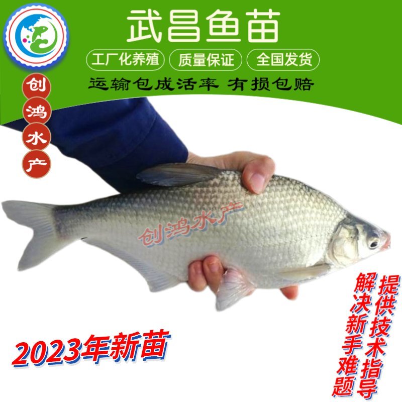 2023新苗武昌鱼鱼苗团头鲂三角鲂武昌鱼水花供应