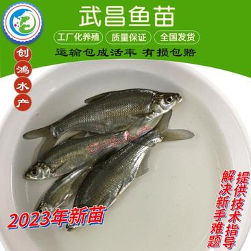 【2023新苗】武昌鱼鱼苗团头鲂缩项鳊鱼武昌鱼水花