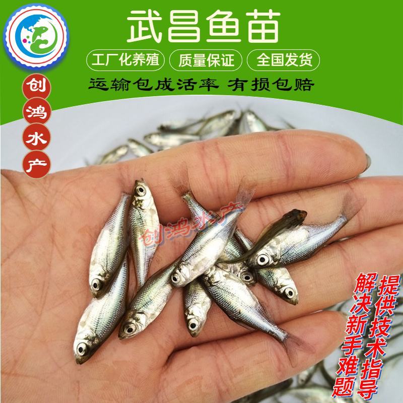 【2023新苗】武昌鱼鱼苗团头鲂缩项鳊鱼武昌鱼水花