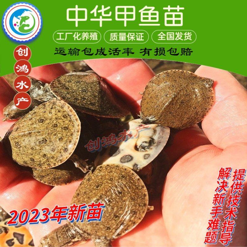 2023新苗中华龟鳖苗甲鱼苗水鱼苗龙鱼饲料放生鱼