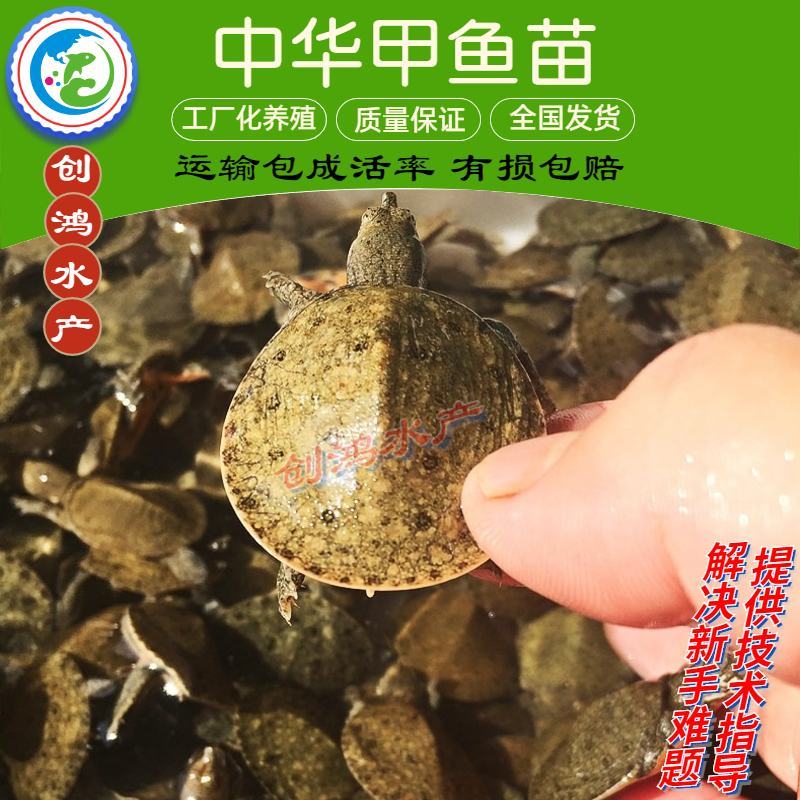 2023新苗中华龟鳖苗甲鱼苗水鱼苗龙鱼饲料放生鱼