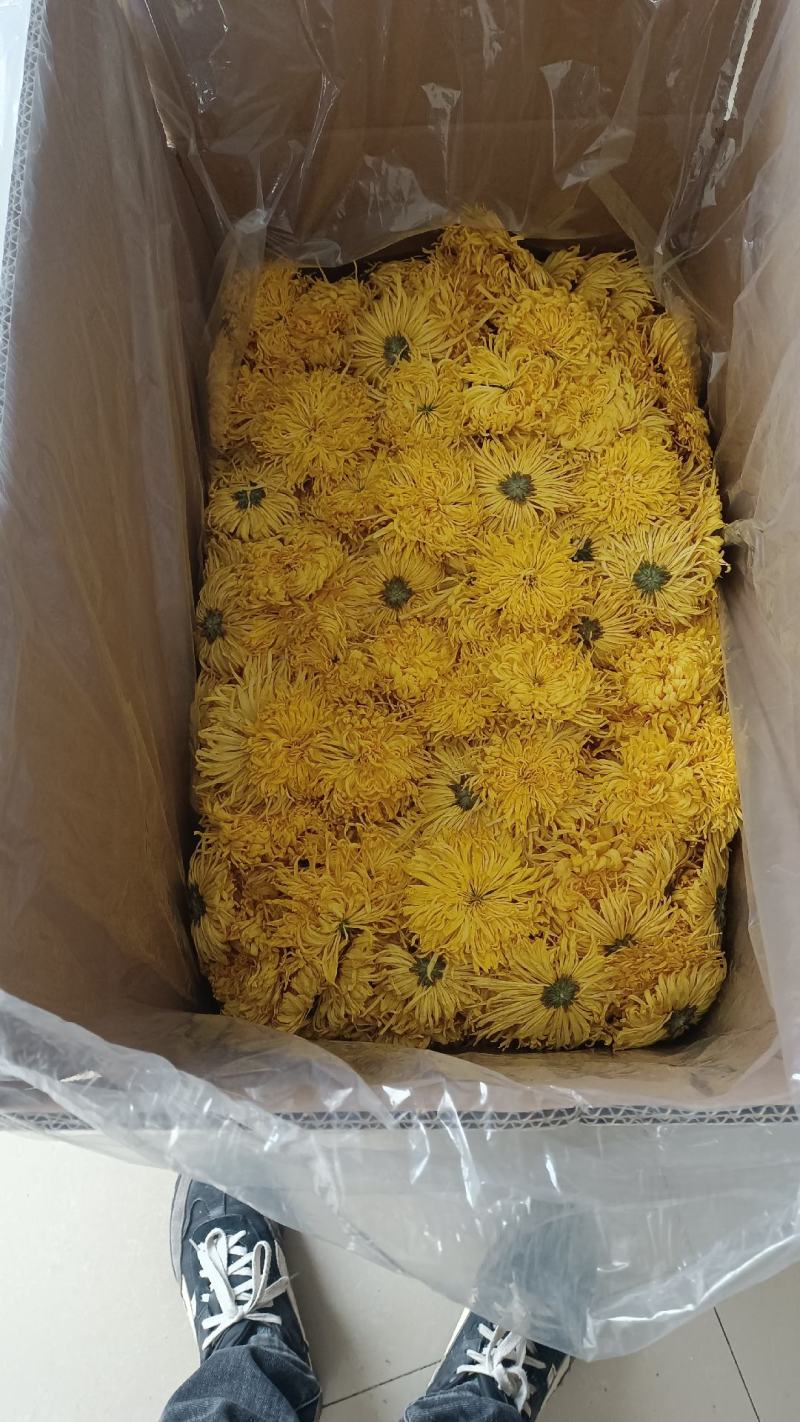 菊花茶金丝皇菊徽州皇菊黄山贡菊，大货批发