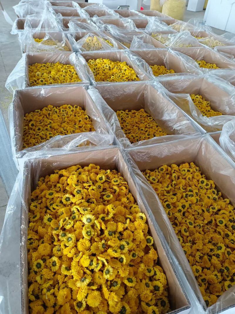 菊花茶金丝皇菊徽州皇菊黄山贡菊，大货批发