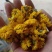 菊花茶金丝皇菊徽州皇菊黄山贡菊，大货批发