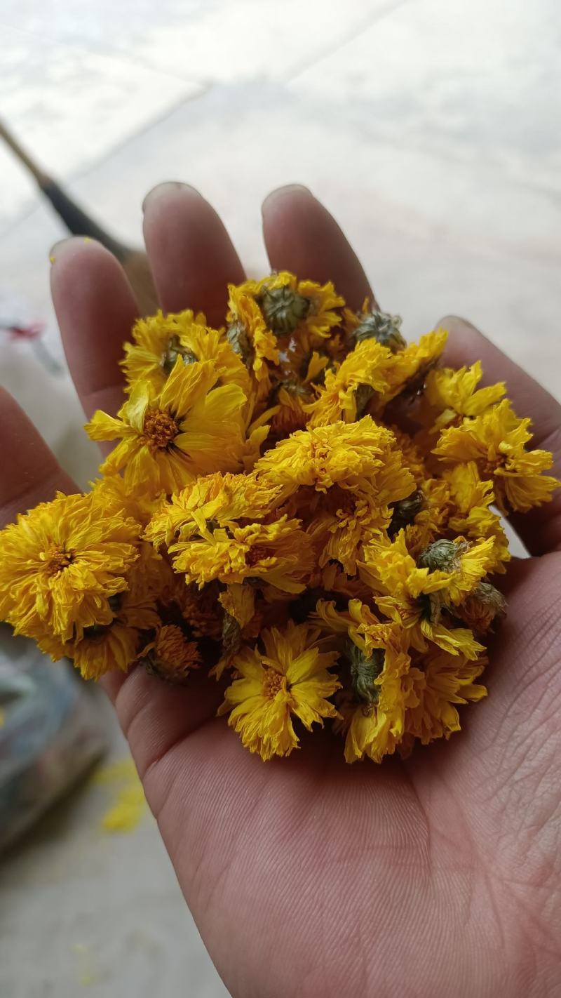 菊花茶金丝皇菊徽州皇菊黄山贡菊，大货批发