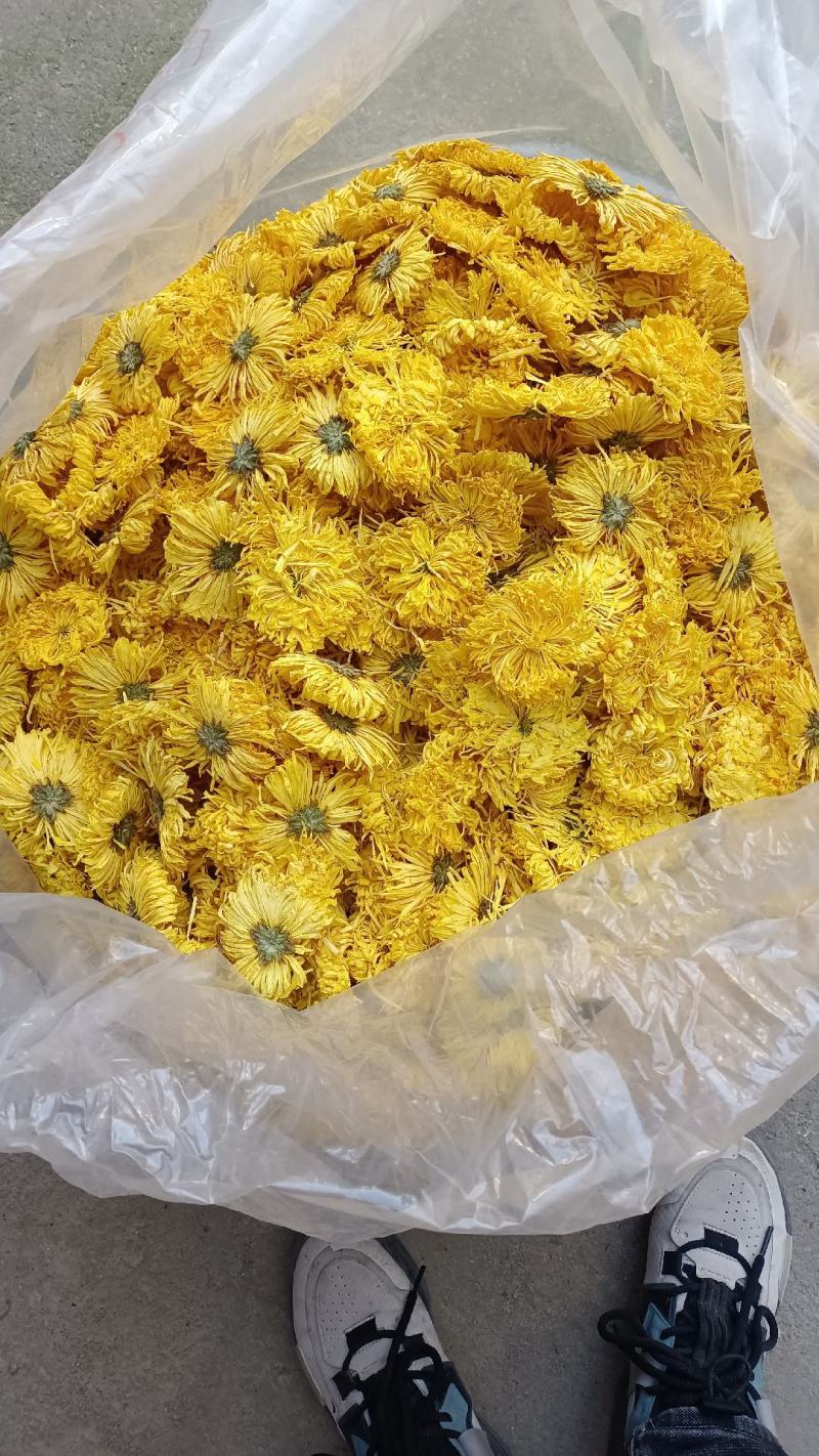 菊花茶金丝皇菊徽州皇菊黄山贡菊，大货批发