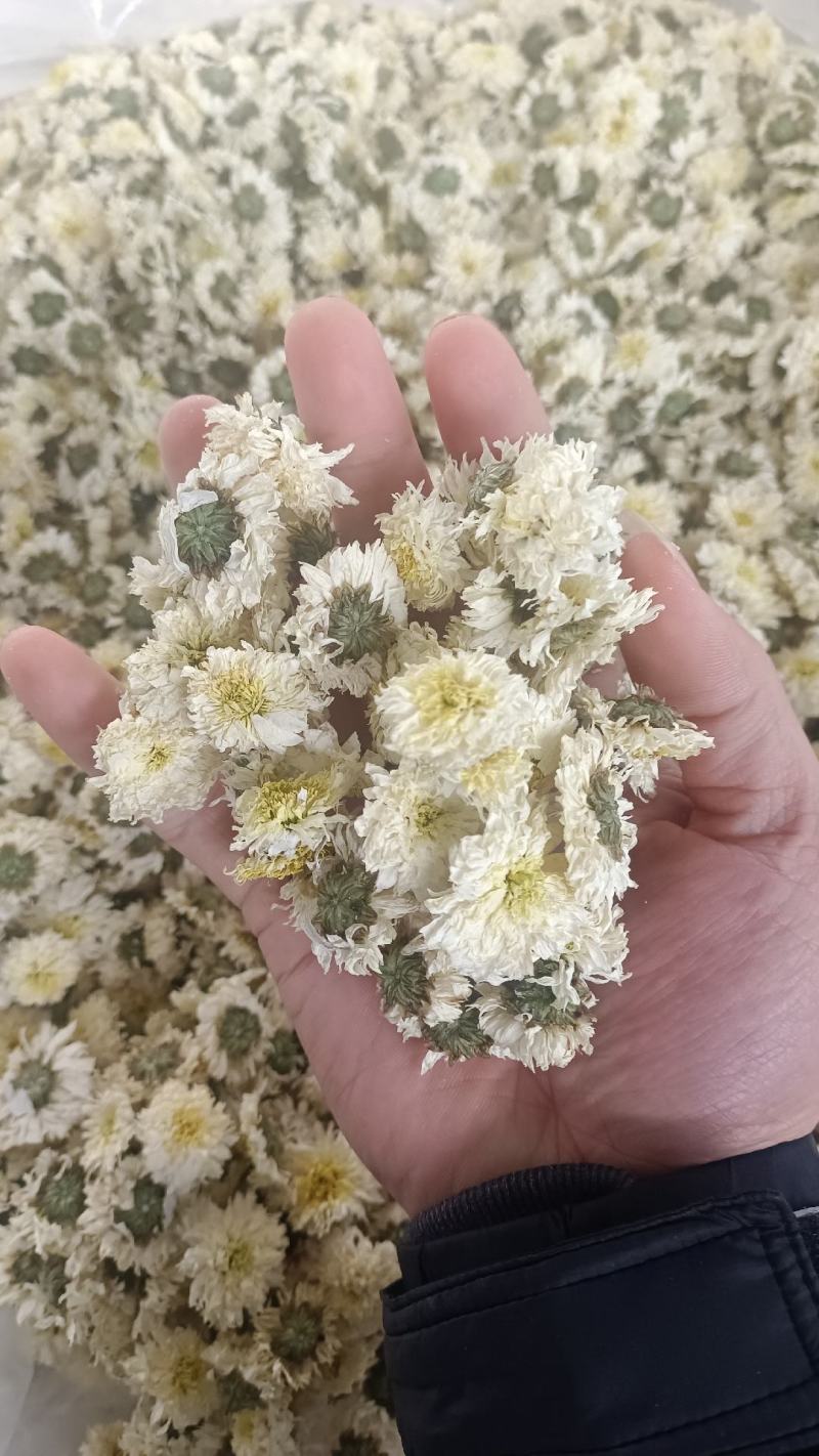 菊花茶金丝皇菊徽州皇菊黄山贡菊，大货批发