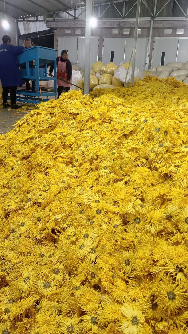 菊花茶金丝皇菊徽州皇菊黄山贡菊，大货批发