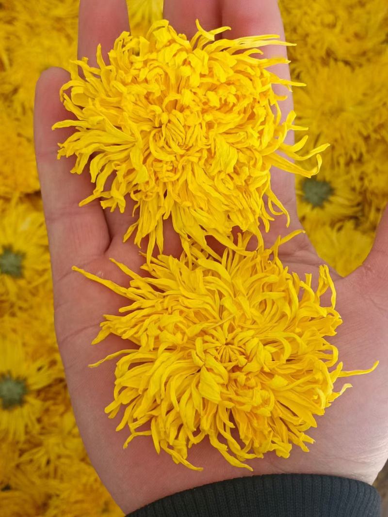 菊花茶金丝皇菊徽州皇菊黄山贡菊，大货批发