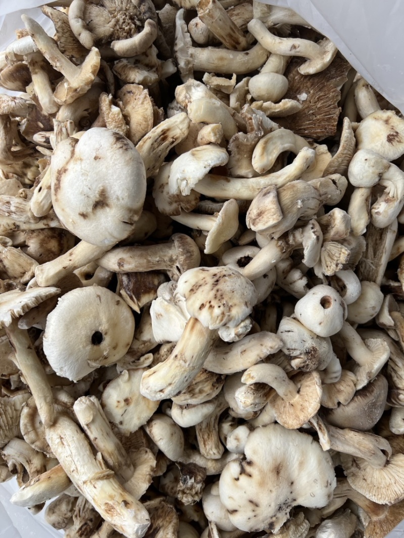 冰冻香格里拉松茸云南特产松茸菌菇