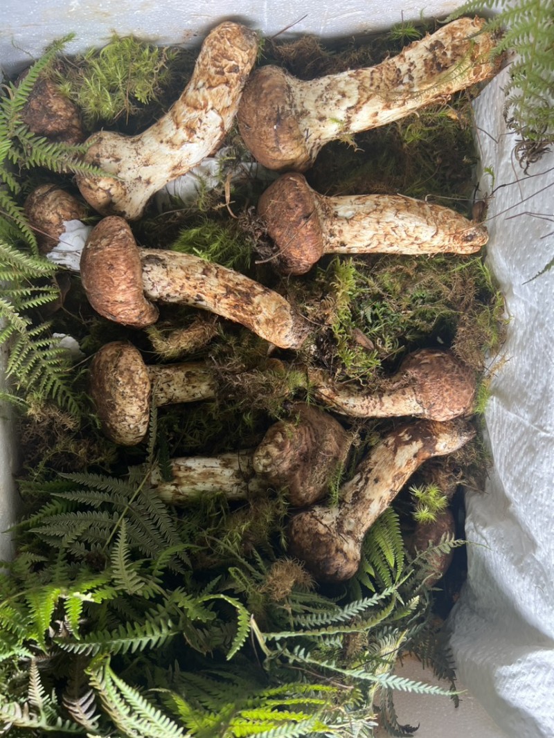 冰冻香格里拉松茸云南特产松茸菌菇