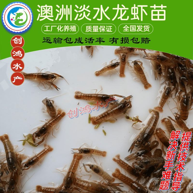 【2023新苗】澳洲淡水小龙虾苗蓝色澳虾观赏鱼