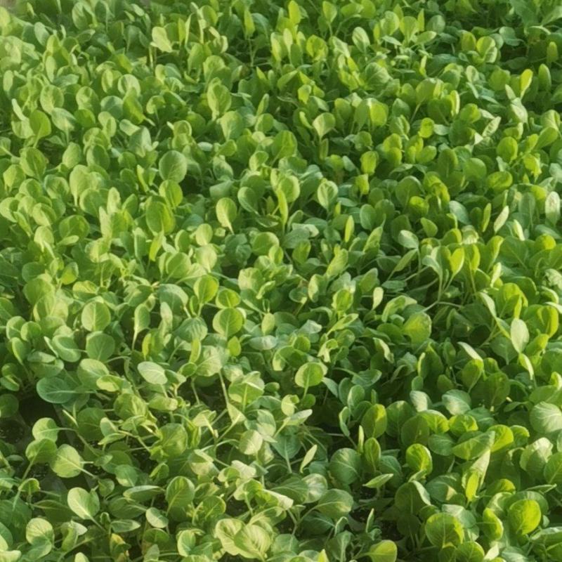 出售白菜苗10块钱72颗