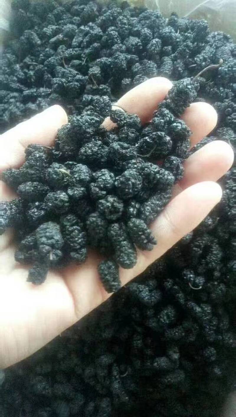 山东乐陵桑葚干，大量有货，质量保证，可视频看货，欢迎订购