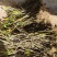 喇叭唇石斛，可以观赏可实地采购，存货几十吨。价格实惠