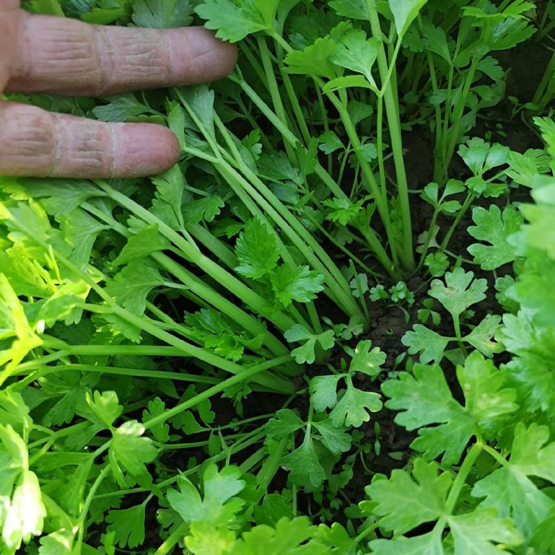 法国皇后芹菜苗，全国发货、诚信经营，包成活率、包质量。