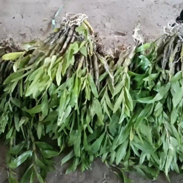 水果石斛，花期超长，奶香型，价格美丽，可煲汤